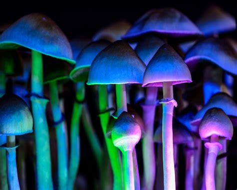 facts about psilocybin mushrooms